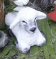 Resting Lamb